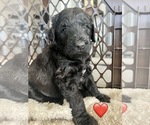 Puppy 2 Goldendoodle-Irish Doodle Mix