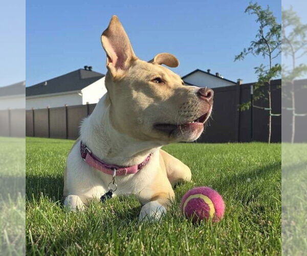 Medium Photo #43 American Pit Bull Terrier-Unknown Mix Puppy For Sale in Fargo, ND, USA