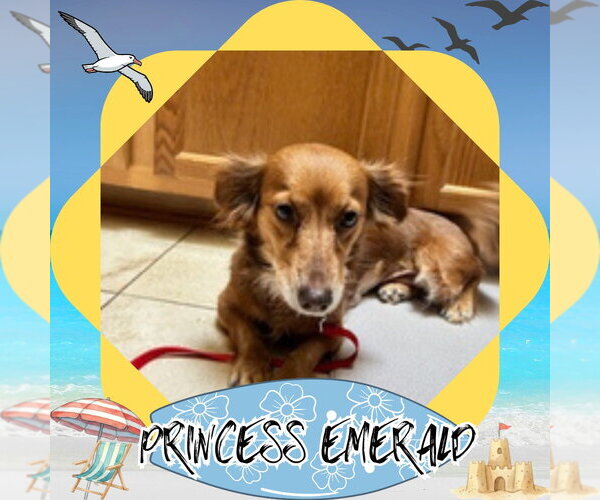 Medium Photo #5 Chiweenie Puppy For Sale in San Antonio, TX, USA