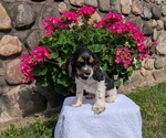 Puppy Tara Cocker Spaniel