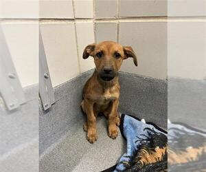 American Staffordshire Terrier-Unknown Mix Dogs for adoption in San Antonio, TX, USA