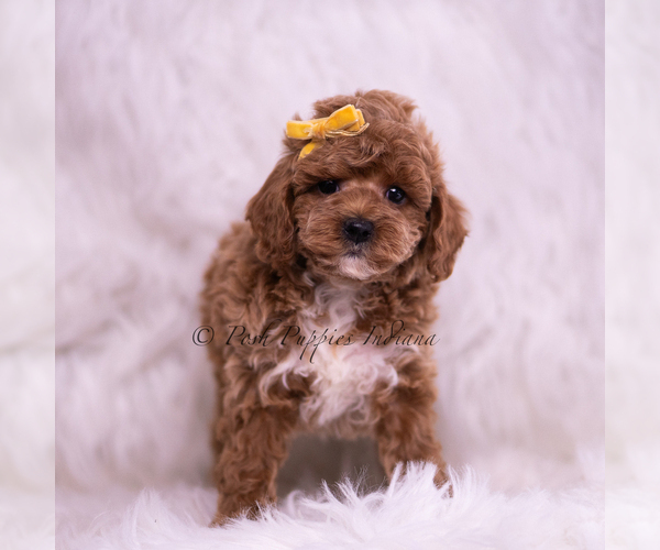 Medium Photo #4 Poodle (Toy) Puppy For Sale in WARSAW, IN, USA