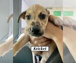 Small #4 Catahoula Leopard Dog
