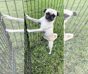 Pug Dogs for adoption in Colton, CA, USA