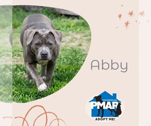 Mutt Dogs for adoption in Binghamton, NY, USA