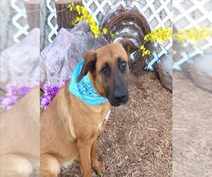 Black Mouth Cur-Unknown Mix Dogs for adoption in Oklahoma City, OK, USA
