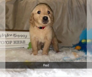 Golden Retriever Puppy for Sale in MAUD, Oklahoma USA