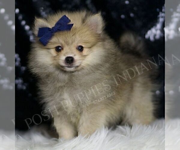 Medium Photo #1 Pomeranian Puppy For Sale in WARSAW, IN, USA