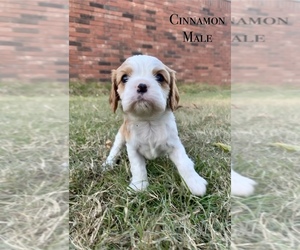 Cavalier King Charles Spaniel Puppy for sale in TULSA, OK, USA