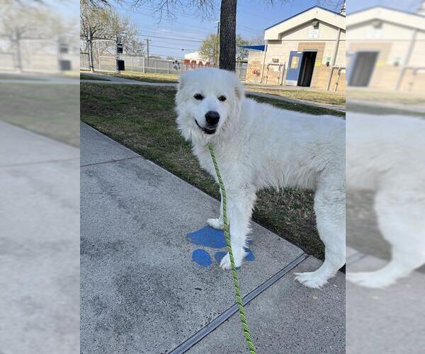 Medium Photo #2 Great Pyrenees Puppy For Sale in Corpus Christi, TX, USA