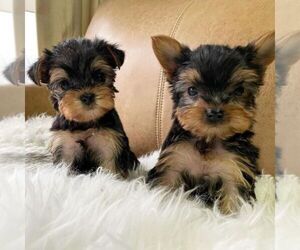 Yorkshire Terrier Dogs for adoption in NEWARK, DE, USA