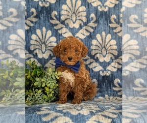 Poodle (Toy) Puppy for sale in NEW PROVIDENCE, PA, USA