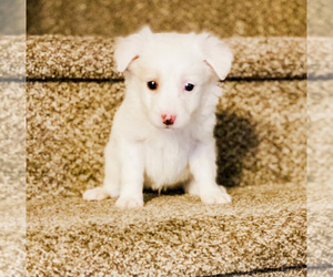 Maltipoo Puppy for sale in LAKE HAVASU CITY, AZ, USA