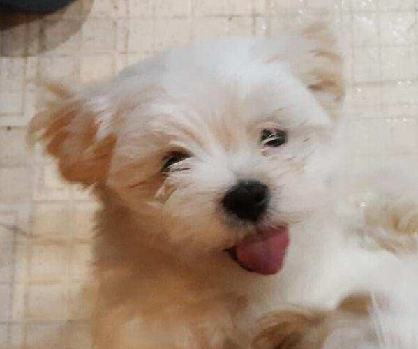 Medium Photo #7 Mal-Shi Puppy For Sale in MCPHERSON, KS, USA