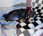 Small #4 American Pit Bull Terrier Mix