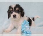 Small Photo #1 Cavachon Puppy For Sale in SHILOH, OH, USA