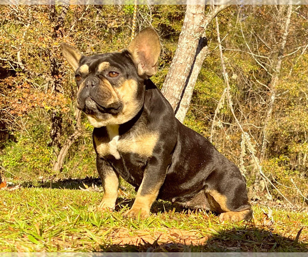 Medium Photo #1 French Bulldog Puppy For Sale in LOCUST GROVE, GA, USA