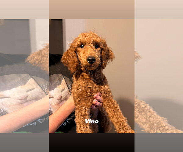Medium Photo #3 Goldendoodle Puppy For Sale in Plainfield, IL, USA