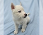 Small #10 Siberian Husky