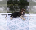 Puppy 2 Basset Hound