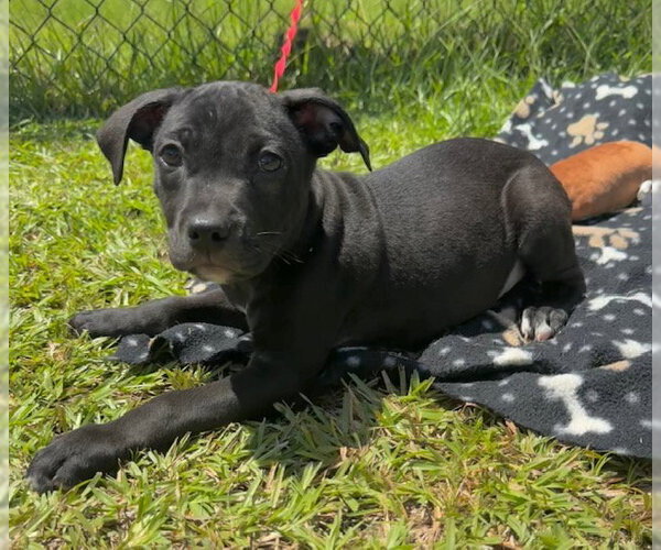 Medium Photo #1 Labrador Retriever-Unknown Mix Puppy For Sale in Tarrytown, GA, USA