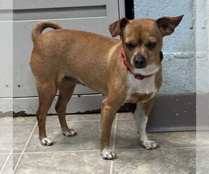 Chihuahua-Unknown Mix Dogs for adoption in Rustburg, VA, USA