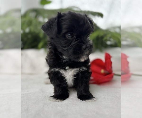 Medium Photo #14 Morkie Puppy For Sale in ROCK STREAM, NY, USA