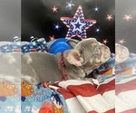 Small Photo #7 French Bulldog Puppy For Sale in RICHARDS, TX, USA