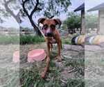 Small #1 Boxer Mix