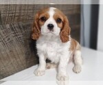 Small Photo #10 Cavalier King Charles Spaniel Puppy For Sale in CLARK, MO, USA