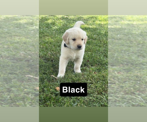 Medium Photo #13 Golden Retriever Puppy For Sale in FAYETTEVILLE, TN, USA