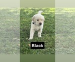 Small #12 Golden Retriever
