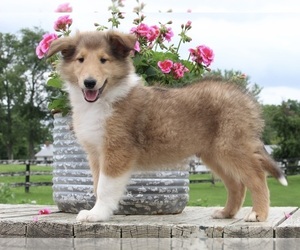 Collie Puppy for sale in FREDERICKSBURG, OH, USA