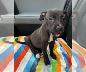 Mutt Dogs for adoption in Holly Springs, NC, USA