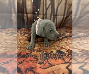 Weimaraner Puppy for sale in CEDAR RAPIDS, IA, USA