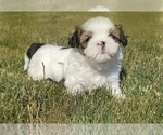 Small Photo #1 Shih Tzu Puppy For Sale in DOWAGIAC, MI, USA