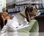 Small #3 Basset Hound