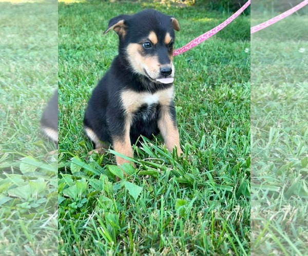 Medium Photo #8 Doberman Pinscher-German Shepherd Dog Mix Puppy For Sale in HOPKINSVILLE/PRINCETON, KY, NH, USA