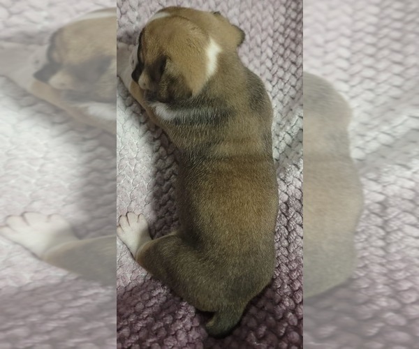 Medium Photo #5 Olde English Bulldogge Puppy For Sale in ATHOL, ID, USA