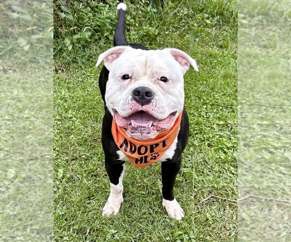 Medium Photo #3 American Bulldog-Unknown Mix Puppy For Sale in Spring Lake, NJ, USA