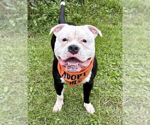 Cowboy - Male American Bulldog-Unknown Mix Dog for Adoption - Photo #3