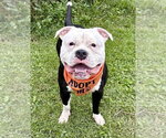 Small Photo #3 American Bulldog-Unknown Mix Puppy For Sale in Spring Lake, NJ, USA