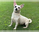 Small #3 Chihuahua