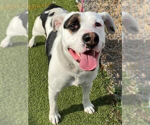 Labrador Retriever-Unknown Mix Dogs for adoption in Fayetteville, NC, USA