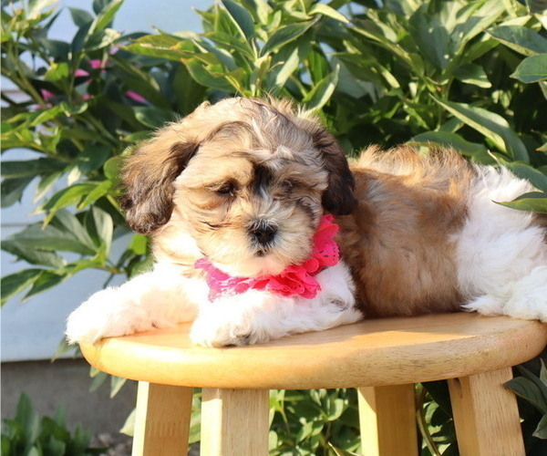Medium Photo #2 Zuchon Puppy For Sale in THORP, WI, USA