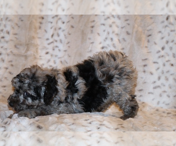 Medium Photo #6 Poodle (Toy) Puppy For Sale in DYERSBURG, TN, USA