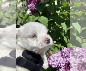 West Highland White Terrier Puppy for sale in LAKE FOREST, IL, USA