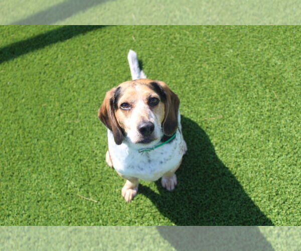 Medium Photo #2 Beagle Puppy For Sale in Chestertown, MD, USA