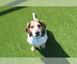 Small #1 Beagle