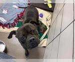 Small Bullboxer Pit